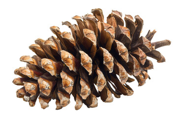 Detailed brown pine cone on transparent background - stock png.