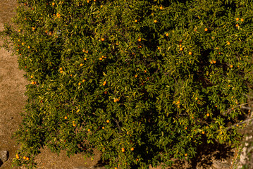 Orange tree with full of fruit in Spain, Girona