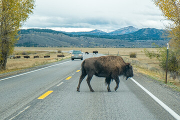 American Bison roaming in Grand Teton National Park during autumn in Wyoming - 753005202