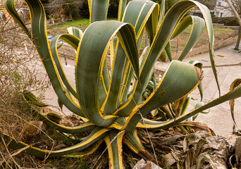 exotic Agave plant in Spain, Girona