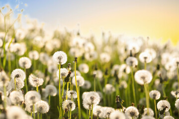 Summer background with blooming dandelions