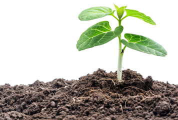 Young green plant sprouting from soil on transparent background - stock png.