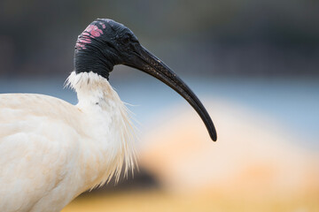 Close-up of an Australian White Ibis. Threskiornis molucca
