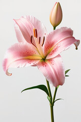 Beautiful pink lily on white background. Studio shot. Close-up.