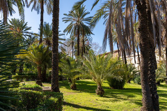 A lush green park with palm trees and a bench