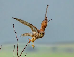 Kestrel in flight. Wild bird predator hunting.