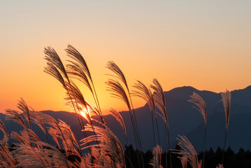 オレンジの夕陽に染まるススキの高原　奈良県曽爾村