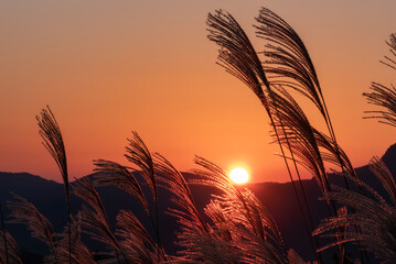 オレンジの夕陽に染まるススキの高原　奈良県曽爾村