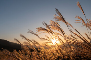 オレンジの夕陽に染まるススキの高原　奈良県曽爾村