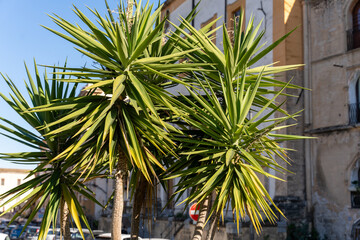 Three palm trees with green leaves and brown tips