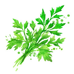 Vector isolated watercolor illustration of f a bunch of parsley with paint splashes.