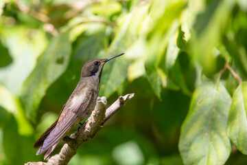 Brown Violetear hummingbird perched on twig with green background.