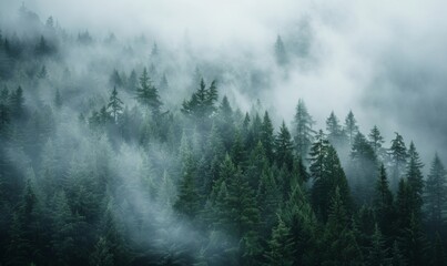 Pacific Northwest forest as misty drifts through the towering evergreens