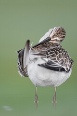 Make yourself beautiful, the curlew sandpiper cleans its feathers (Calidris ferruginea)