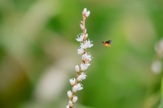 サクラタデを撮影していると飛んで来たハバチを偶然に捉えた - Powered by Adobe