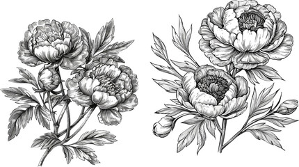 Engraved hand drawn illustrations of ornate peonies