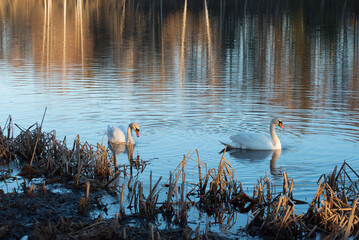 beautiful swans on the bank of the river where the ice is left in the spring
