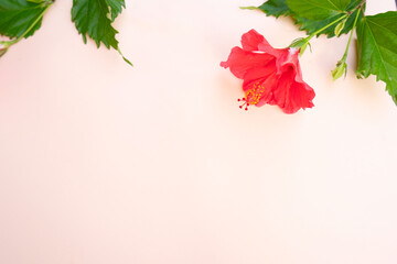 Tropical leaves and flowers over beige background, summer background with copy space