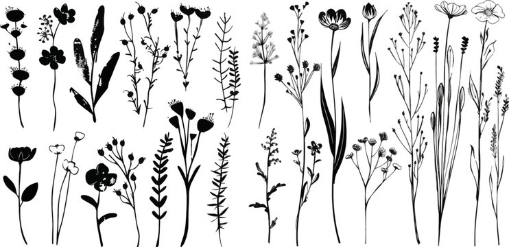 Black brush flower silhouettes. Ink drawing wild plants, herbs or flowers