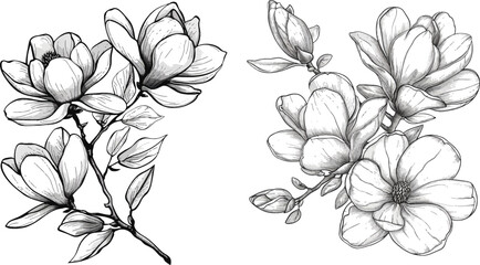 Magnolia flowers drawing and sketch with line-art