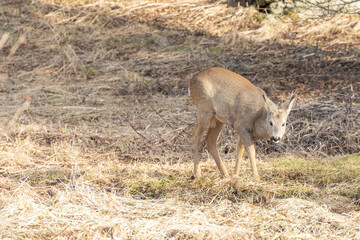 Roedeer (Capreolus capreolus) i garden,Helgeland