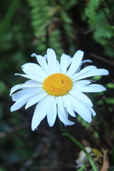 Obraz premium Oxeye Daisy in Full Bloom