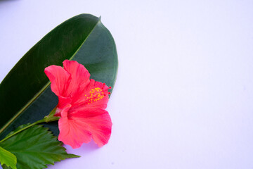 Tropical leaves and flowers over violet background, summer background with copy space