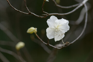 Obraz premium シロバナゲンカイツツジ