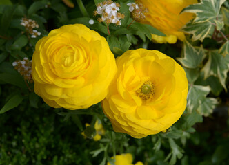 ラナンキュラス