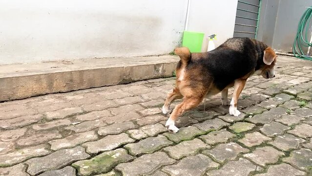A beagle dog walking around on paving block floor, looking for the ideal place to pee and mark the 