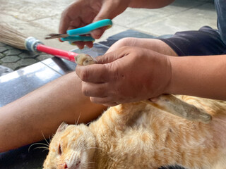 Man shearing cat's claws at home, close-up. Trimming cat nails. Men's hand hold scissors for cutting off domestic cat's claws.