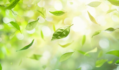 Fresh green tea leaves flying, green tea garden background with place for text. Fresh tea, air purifier, organic, vegan, eco-friendly, or beauty product concept design