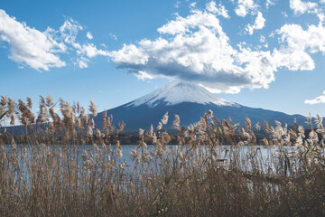 mountain fuji from lake kawaguchi side with slivergrass