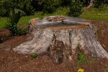 Stump on green grass in the garden. Old tree stump in the park.