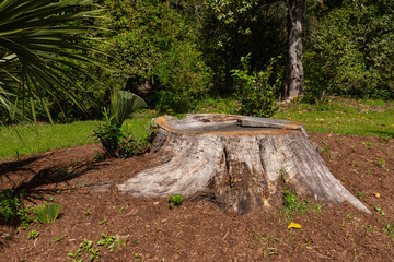 Stump on green grass in the garden. Old tree stump in the park.