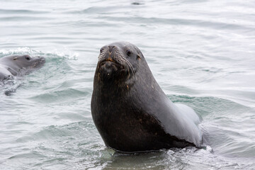 Lobo marino (Otaria flavescens), sur de Chile.
