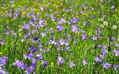 Wildflower meadow in summer in sunlight, colorful variety of flowers, bluebells in purple
