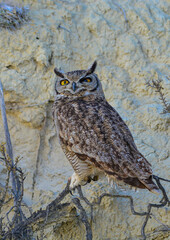 Obraz premium Great Horned Owl, Bubo virginianus nacurutu, Peninsula Valdes, Patagonia, Argentina.