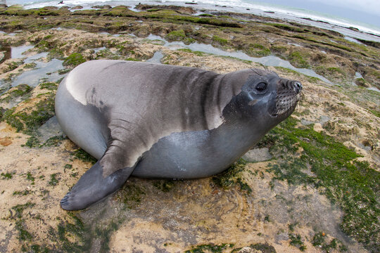 Elephant seal, Peninsula Valdes, Unesco World Heritage Site, Patagonia, Argentina