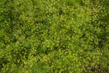 Gardinen Green Coriander seeds plant texture background agriculture concepts © Artyponds