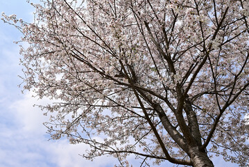 Cherry blossom in a park