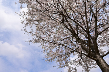 Cherry blossom in a park