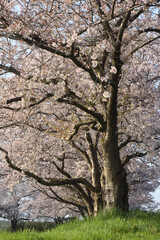 Cherry blossom in a park