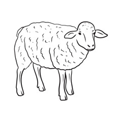 Beautiful realistic sheep domestic farm animal in black isolated on white background. Hand drawn vector sketch illustration in doodle engraved vintage style. Concept of wool, blankets, natural tissue