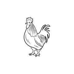 Fototapeta na wymiar Beautiful realistic chicken cock rooster in black isolated on white background. Hand drawn vector sketch doodle illustration in vintage engraved line art style. Farm animals, eggs, protein products.