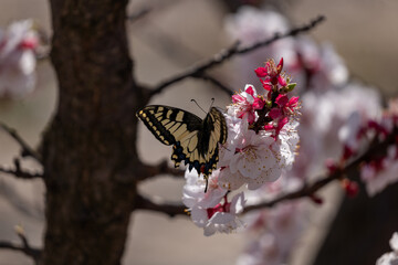 butterfly on a branch