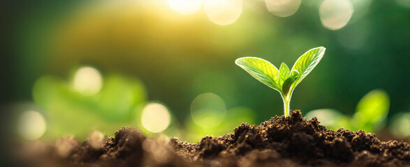 Young green plant seedling grows on fertile soil. Young plants shoot. The seed sprout grows on...