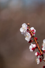 tree blossom
