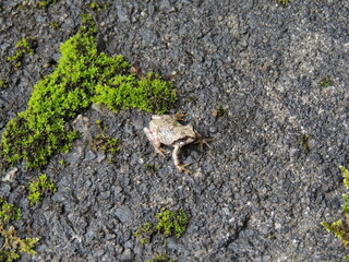 鎮守の森でみつけた