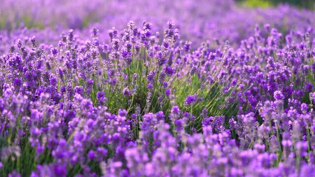 Lavender flowers field on the wind. Purple natural background. Slow motion